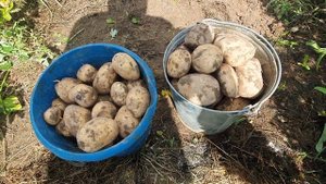 Картофель сынок.