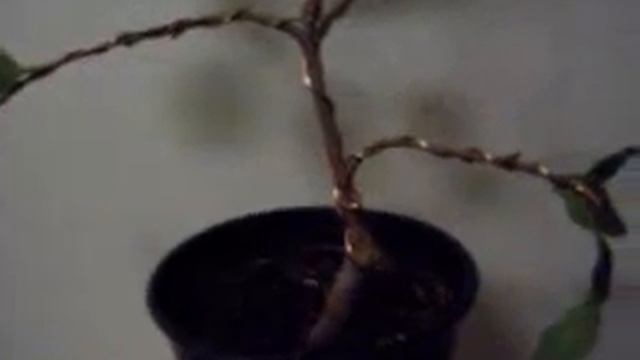 Camellia Japonica Bonsai Starter part 2 смотреть онлайн