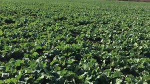 Осеннее применение ретарданта и гербицида на  рапсе.