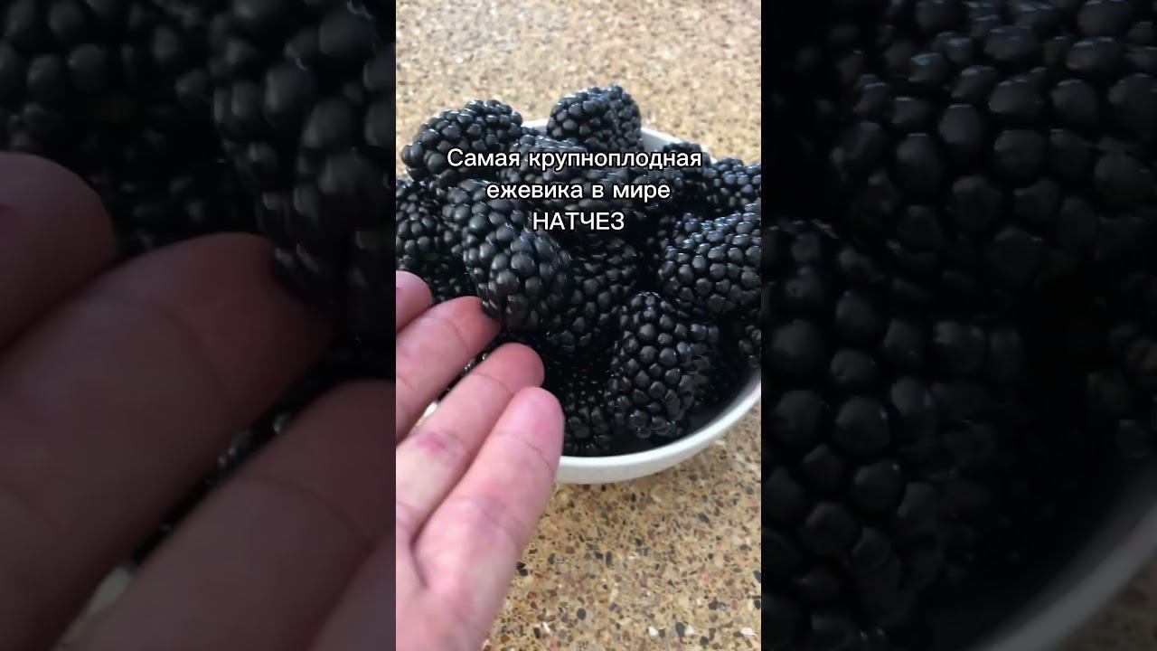 Огромная ежевика! Сорт НАТЧЕЗ. #ежевика #ягода смотреть онлайн