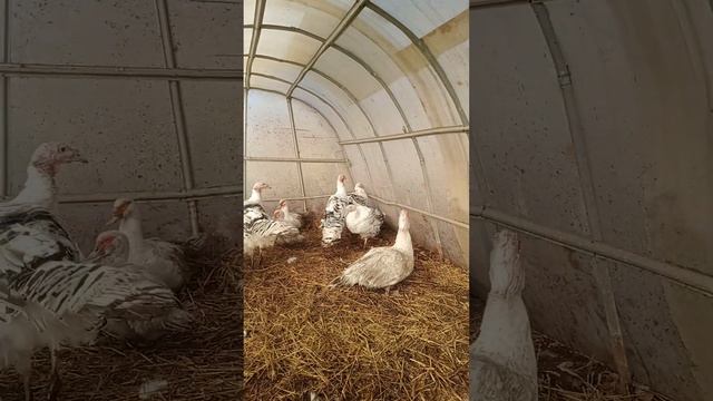 Индейка Королевская пальмовая