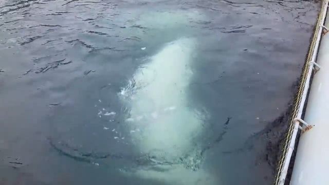 Белухи дельфины смотреть онлайн