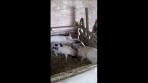 Дали поросятам соленый арбуз и вот что получилось...