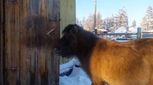 Лошадки зимой в Якутии