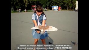 Голуби и гироскутер