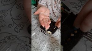 посадка семян настурции в землю