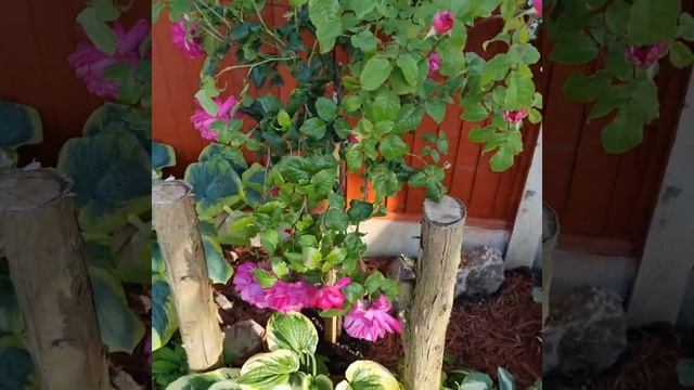 Штамбовые розы. Young Lycidas смотреть онлайн