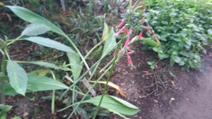 Фадранасса пепельная (лат. Phaedranassa cinerea), Ботанический сад Орхус, Дания. 6 октября 2023
