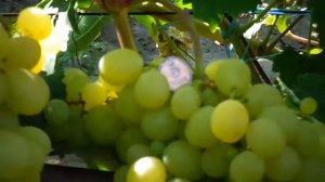 Виноград "Белоснежка" Г.Ф. Калугина В.М. 4 августа 2018г.