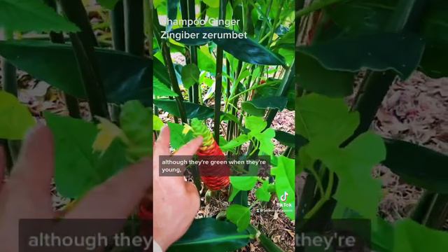 Shampoo ginger - how to enjoy the edible and potentially medicinal benefits of permaculture plant. смотреть онлайн