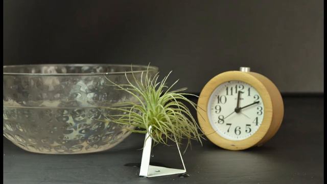 The Sill Time Lapse: Tectorum Air Plant смотреть онлайн