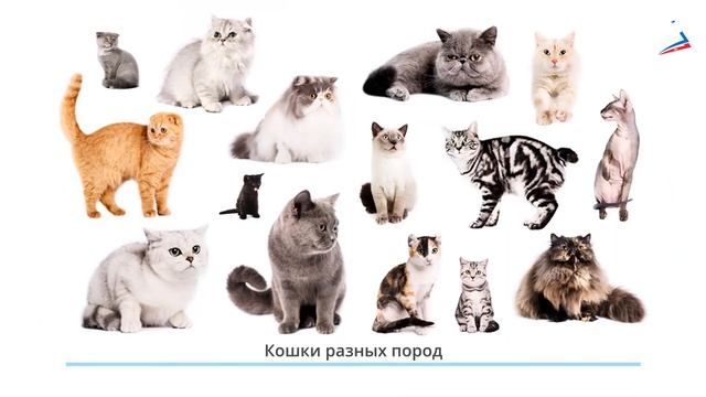 Урок 33 итоговый урок по теме «почему и зачем» Окружающи смотреть онлайн