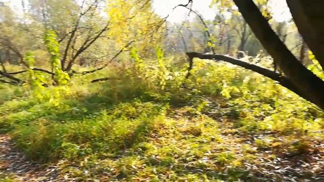 Грибы вёшенки? И осень в Матвеевском смотреть онлайн