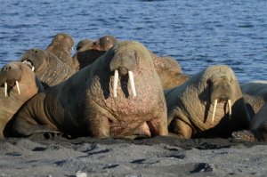 День моржей в России