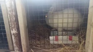 Кролики ризен, фландр, породистые кролики