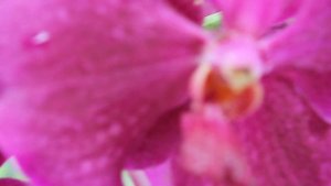 Орхидея Ванда высотой 1,5 метра! Как вырастить огромную ванду.Vanda orhideas.