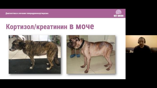 Гиперадренокортицизм: диагностика и лечение