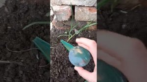 Как пользоваться ручной сеялкой с носиком (с Озона)