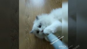 Tati Company-Территория Рэгдолл (Ragdoll). Котенок Рэгдолл 4 месяца .