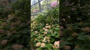 #3. All flowers in spring season in a green House . Various Hydrangea. Tour in Jeju Island .