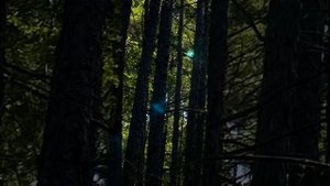 НАСТОЯЩАЯ ФЕЯ ПОПАЛА В ОБЪЕКТИВ , я сняла в лесу настоящую фею! Я в шоке!!