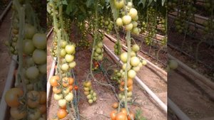 Томат Nirit 72-226 Баку Зира супер урожайный гибрид