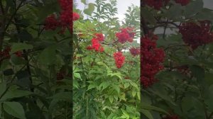 Бузина красная 1 часть