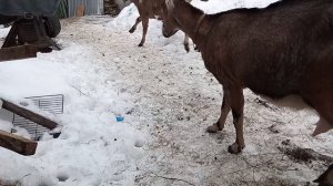 Зимняя прогулка с козами.
