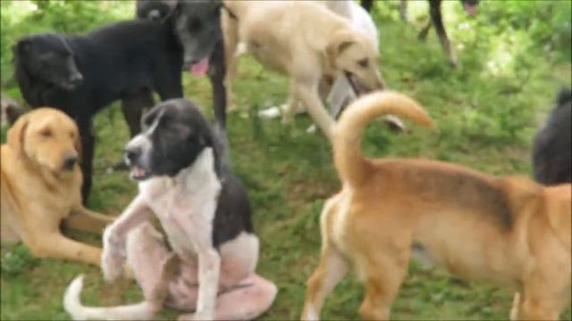 Смешные животные - Смешные кошки/собаки/птицы - Смешные видео с животными 33