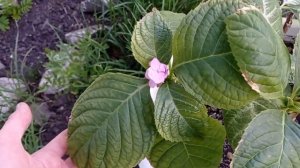 #гортензия ГОРТЕНЗИЯ БРАЙТ ВАЙТ ПОСАДКА В ГРУНТ #гортензиякрупнолистная #посадкагортензии #крупноли