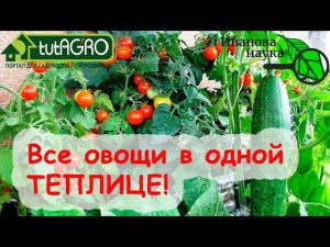 ОЧЕНЬ ВЫГОДНОЕ СОСЕДСТВО! Томаты, огурцы и баклажаны... В ОДНОЙ ТЕПЛИЦЕ!