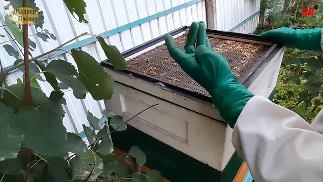 прополис, сбор прополиса смотреть онлайн