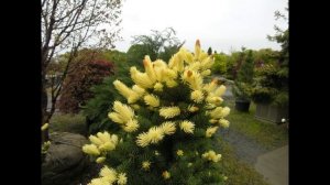 Обзор заказа из питомника Хвойная коллекция