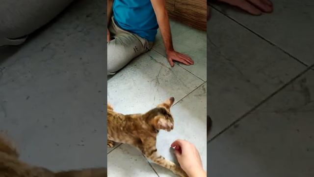 Черепаховая ориентальная девочка. Ориентальные котята. Ориенталы