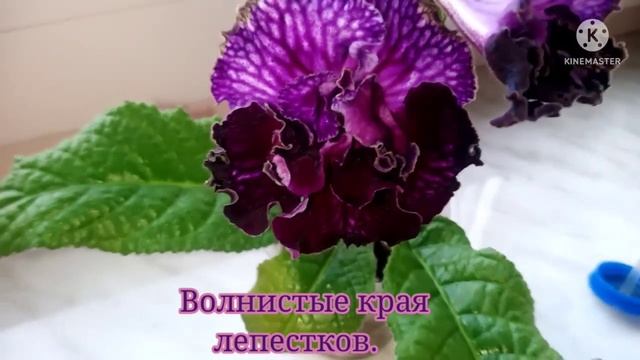 Стрептокарпус Dem-King Arthur смотреть онлайн