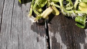 Полезно знать!Мята и базилик черенками!