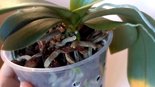 Орхидея Мини Марк заболела. смотреть онлайн