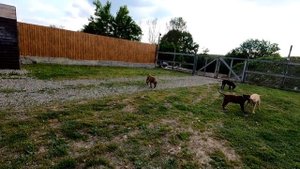 Волк Аяврик психует !! Волк нападает на всех. Аяврик задавил Колобка просто так. Игры питбулей