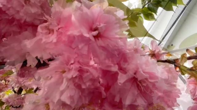 PRUNUS SERRULATA KANZAN (KWANZAN) FULL BLOOM | PART 2 | #RLiesVlog смотреть онлайн