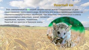 Животный мир Ставрополья