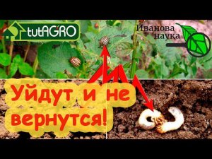 ПОЖИРАТЕЛИ КОРНЕЙ - ВСЕ СДОХНУТ! Вот чем надо травить ГАДОВ! Безопасно и эффективно!