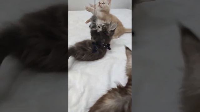 Котята Мейн-Кун, май 2023 смотреть онлайн