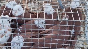 13 11 2022 года. Ярмарка город Светлоград, 1 часть.