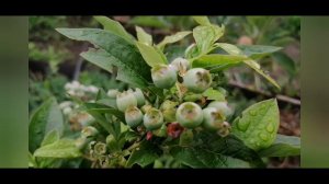 Нормировка Голубики