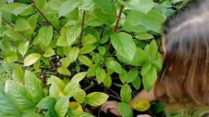 АХ, КАКИЕ ГОРТЕНЗИИ! СЕКРЕТЫ ВЫРАЩИВАНИЯ от ГАЛИНЫ и АНИ!