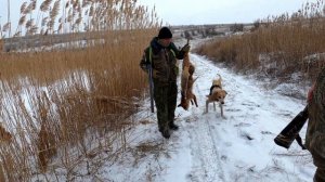 ОХОТА НА ЛИС. ГОНЧИЕ