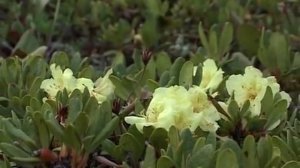 Закаменский район"Горная Закамна"