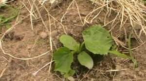 Холодостойкий сорт огурцов.