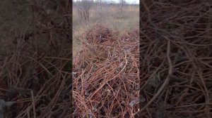 охота с ягдтерьером на куницу