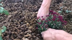 Корейская хризантема или дубки?!